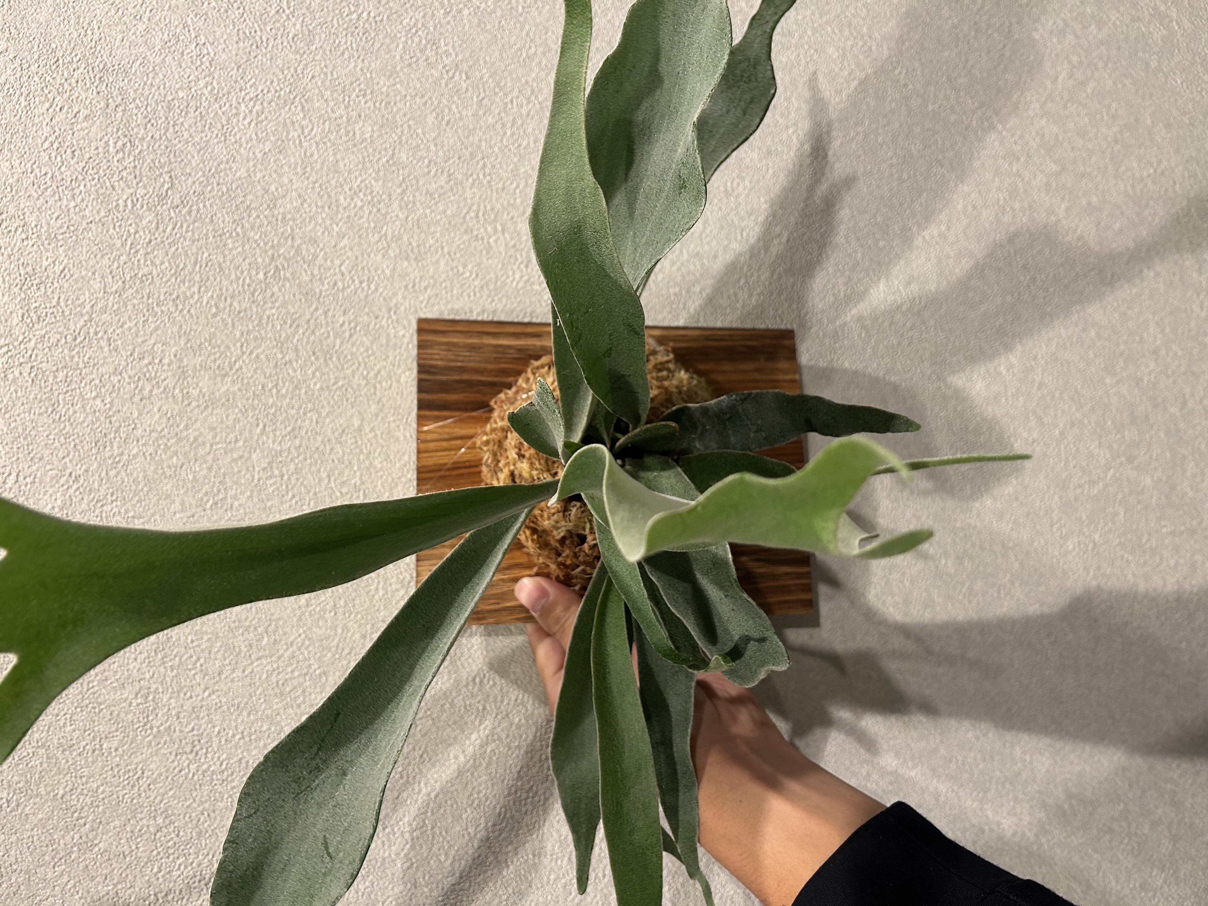 ビカクシダの脇芽 ～株分け編～ | つなぐハウス｜滋賀県彦根市・長浜市