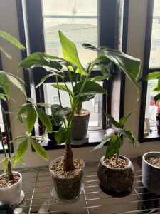 我が家の植物たちをご紹介🌿