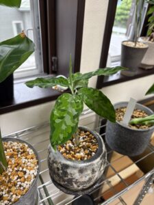 我が家の植物たち、すくすく成長中です！